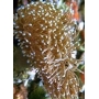 CORAL LEATHER LONG POLYPS MD
