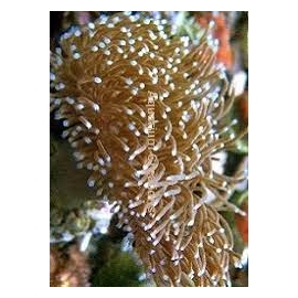 CORAL LEATHER LONG POLYPS MD