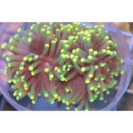 coral torch green/yellow 01 boca