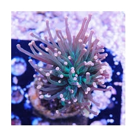 CORAL TORCH ROSE TIPS 01 BOCA