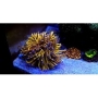 coral torch gold ultra 24k 01 boca