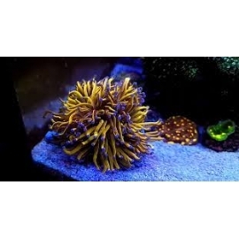 coral torch gold ultra 24k 01 boca