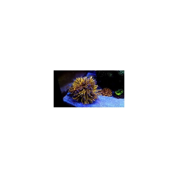 coral torch gold ultra 24k 01 boca