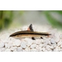 comedor algas flying fox true pq