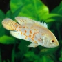 oscar albino gold md