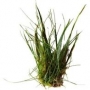 planta n eleocharis minima no vaso