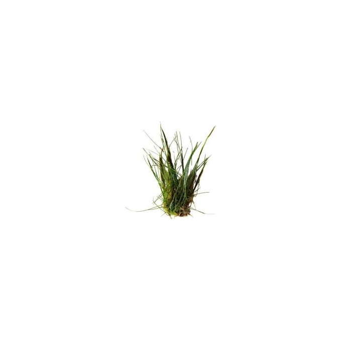 planta n eleocharis minima no vaso