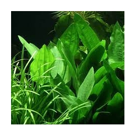 planta n echinodorus palifolius