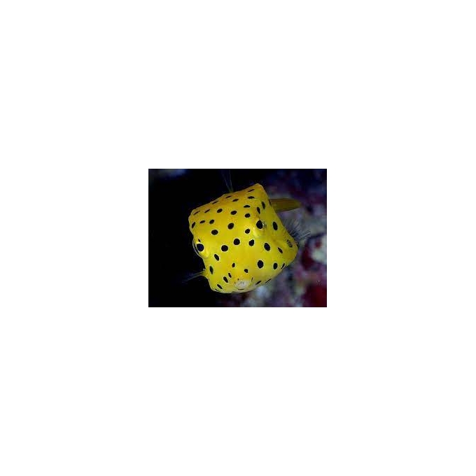 puffer boxfish yellow spotted