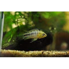 apistograma boreli