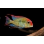 geophagus head red