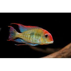 geophagus head red