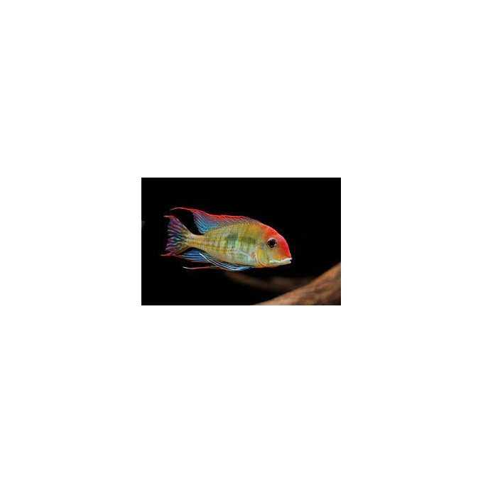 geophagus head red