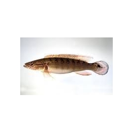 jacunda red fire 8/10cm