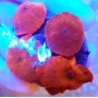 CORAL MUSH RODACTIS RED POLIPO