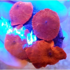 CORAL MUSH RODACTIS RED POLIPO