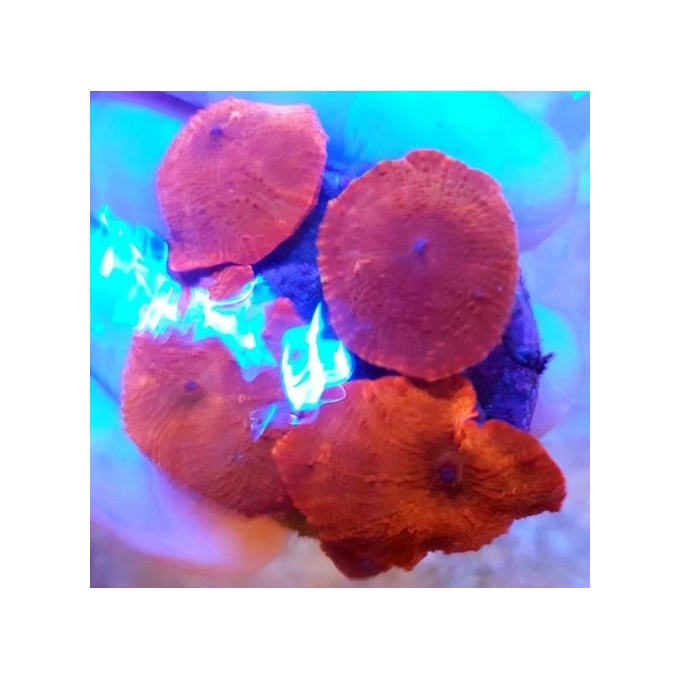 CORAL MUSH RODACTIS RED POLIPO