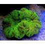 Coral Open Brain Green pq