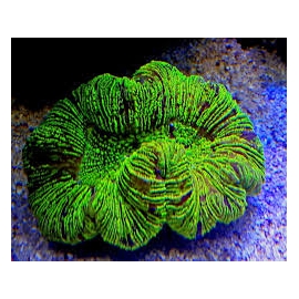 Coral Open Brain Green pq