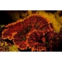 coral mush horseshoe flower metalic 1 polipo