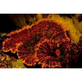 coral mush horseshoe flower metalic 1 polipo