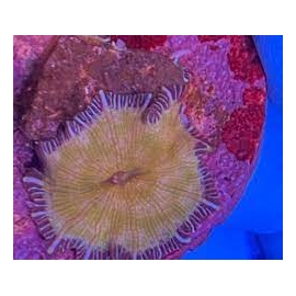 coral mush metal flat orange 1 polipo