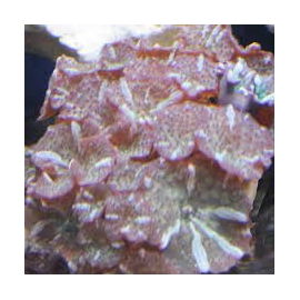 coral mush water melon col