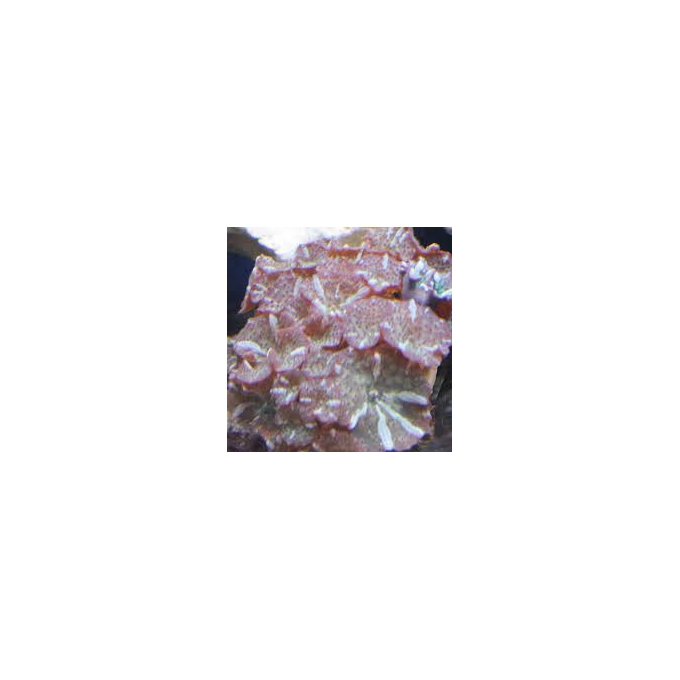 coral mush water melon col