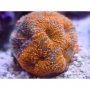 CORAL ACAN ECHINATA SALAD FRUIT 