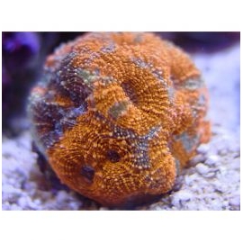 CORAL ACAN ECHINATA SALAD FRUIT 