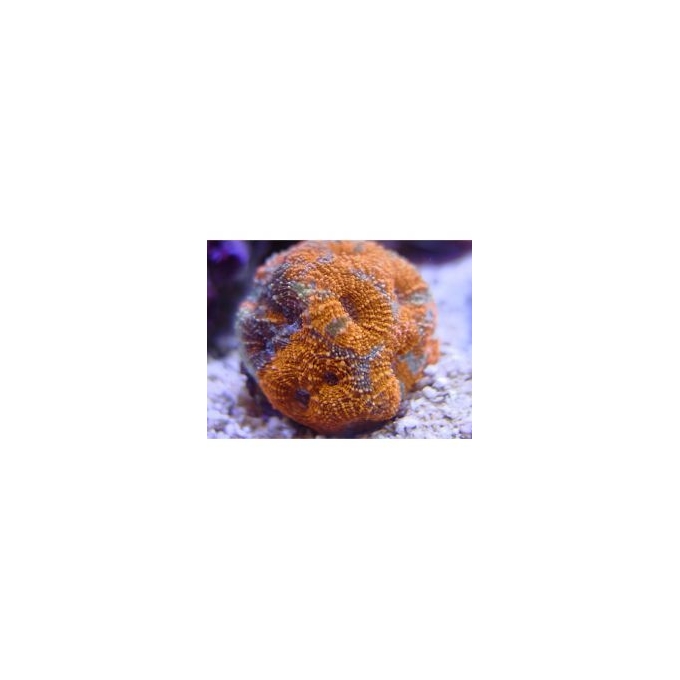 CORAL ACAN ECHINATA SALAD FRUIT 