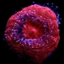 coral acan bowerbanki super red MD