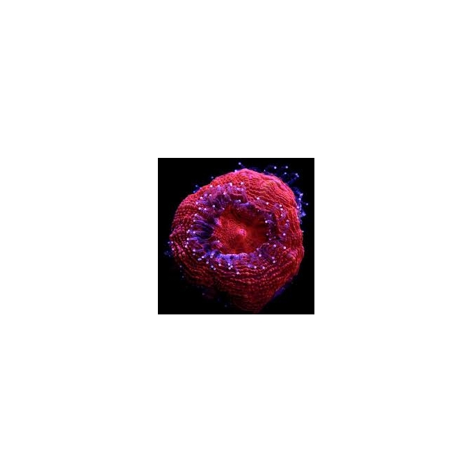 coral acan bowerbanki super red MD