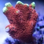 CORAL MONTIPORA DIGITATA ORANGE MD