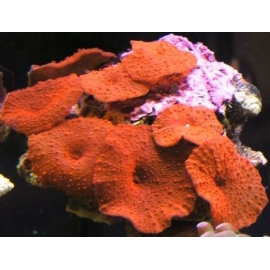 Coral Mush Red Polipo