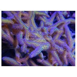 coral seriatophora paradise md