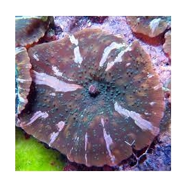 coral mushroom water melon colonia