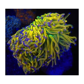 coral torch holy grall asd colonia