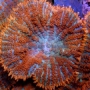 coral mush rodactis inchoata polipo