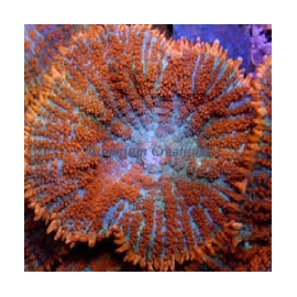 coral mush rodactis inchoata polipo