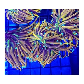 coral torch ultra gold 1 boca