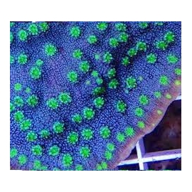 coral chalice hollywood pq