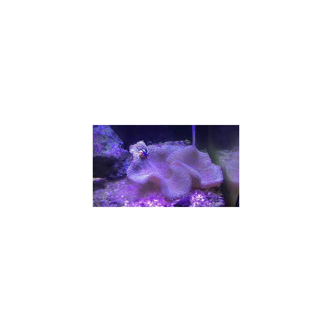 anemona carpet purple gr