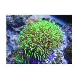 coral star polyps green pp 3cm