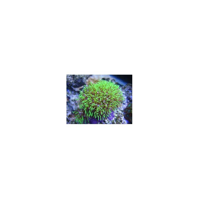 coral star polyps green pp 3cm