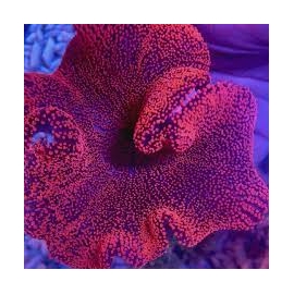 anemona carpet red 30cm