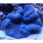 ANEMONA CARPET BLUE 15cm