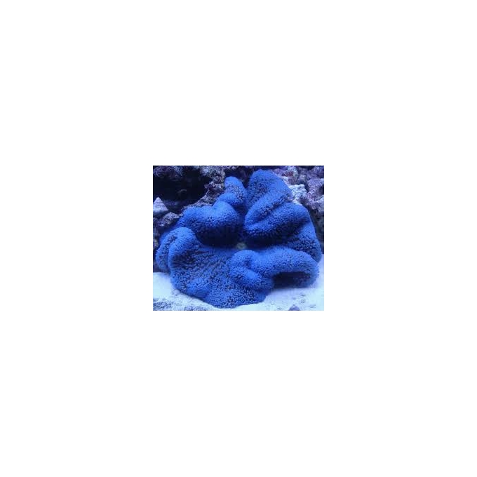 ANEMONA CARPET BLUE 15cm