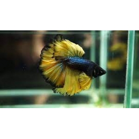 betta mustard gas