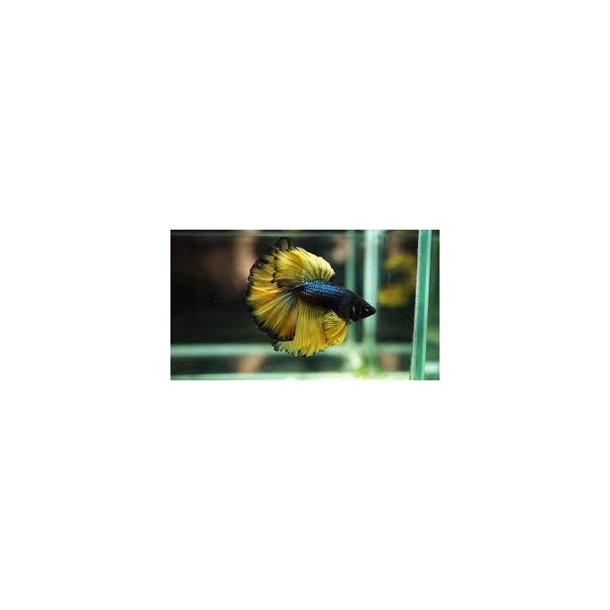 betta mustard gas